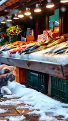 Can Cats Really Cook a Fish in Snow City #shorts