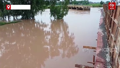 सिरसा में घग्गर नदी पर बना बांध पनिहारी गांव में टूटा, सैकड़ों एकड़ में लगी फसल तबाह
