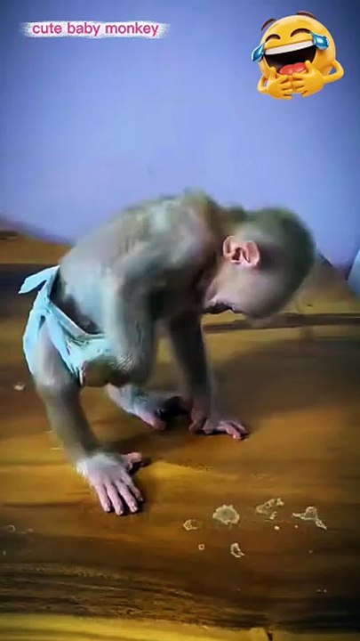 Amazing monkey video 🐒| funny video| animal