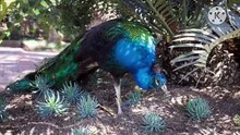 Os animais mais fofos do mundo N•349