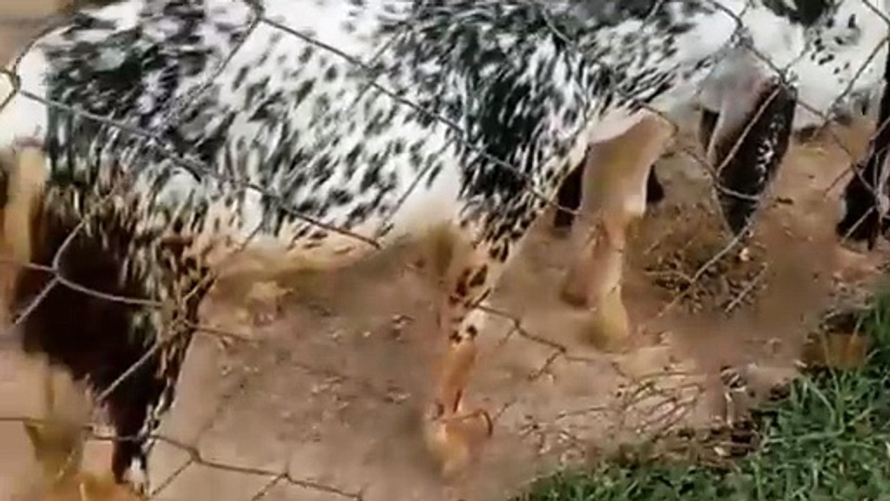 Resting Goats After Grazing – A Scene of Calmness