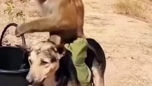 Wisdom of a monkey