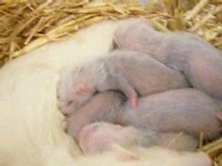 bébés de Cerise J+17