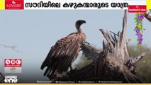 കഴുകന്മാർ യാത്ര ചെയ്തത് രണ്ടര ലക്ഷം കി.മീറ്റർ; സഞ്ചരിച്ചത് 8 രാജ്യങ്ങളിലൂടെ