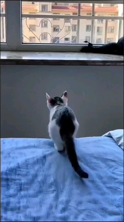 Funny cat video