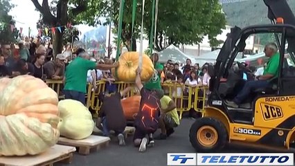 Video News - A Sale Marasino il concorso della "Zucca più grande"