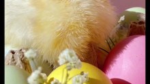 Os animais mais fofos do mundo N•352