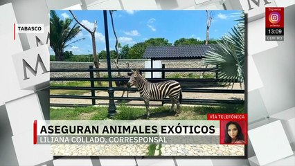 Tabasco: Confiscan animales exóticos en propiedad de empresario