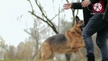 Os animais mais fofos do mundo N•355