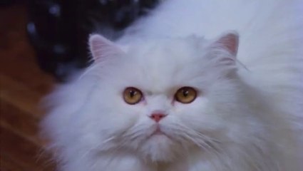 The Uncanny (1977) Thriller