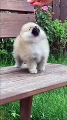 ¿Por qué decimos “banca rota” El origen medieval de un término moderno - Cronoscopio (360p, h264)