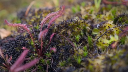 Great Gardens Europe S01E01