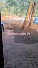 Kangaroo diaries only in Australia 🇦🇺