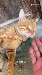 “They Say Cats Are Always Alert… Even in Sleep” | Funny Cat Shorts