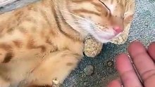 “They Say Cats Are Always Alert… Even in Sleep” | Funny Cat Shorts