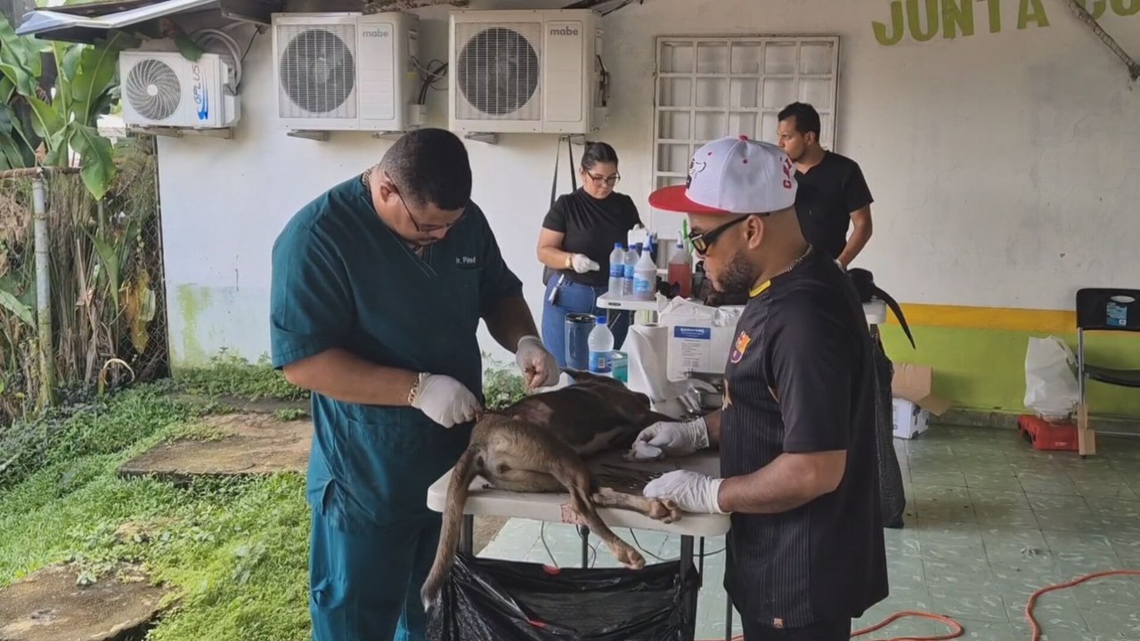 Esterilizan a decenas de perros y gatos en jornada de salud a bajo costo