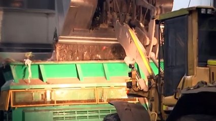 Councils call for government support to process food waste amid excess contamination