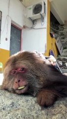 monkey xingxing  #monkey #xingxing #cute #lovely