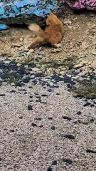 Orange And White  Kittens Playing