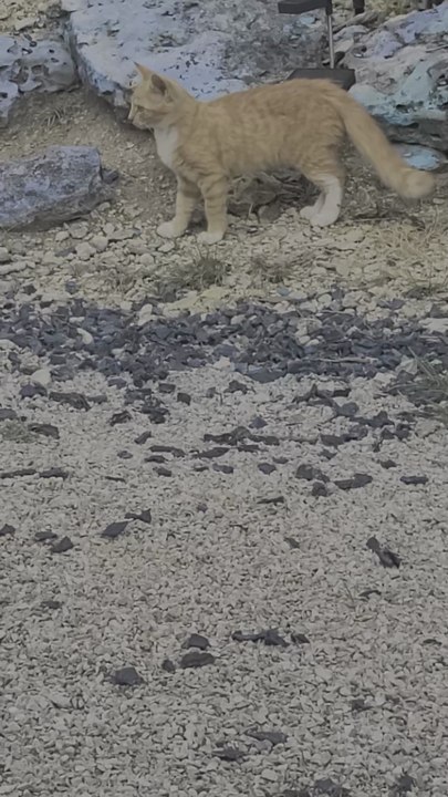 Orange And White  Kittens Playing