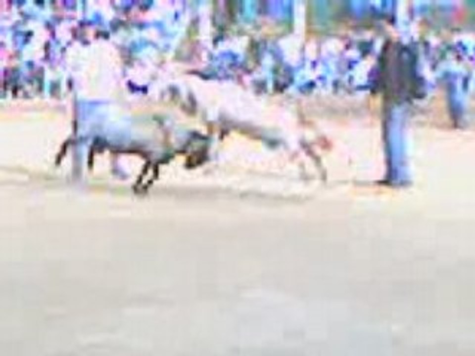 Combat de kebch (GLADIATOR Vs BABAY) à voir