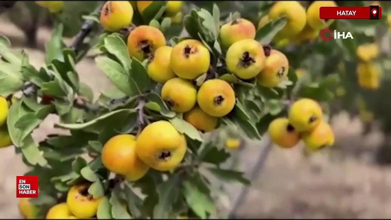 Hatay'da şifa deposu alıçta hasat başladı