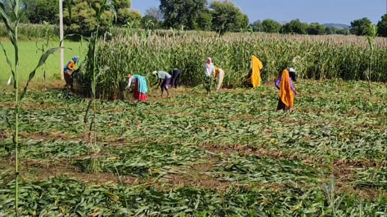 VIDEO: मौसम खुलते ही खेतों में लौटे अन्नदाता, बाजरे की कटाई में जुटे किसान
