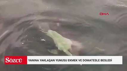 Yanına yaklaşan yunusu ekmek ve domatesle besledi