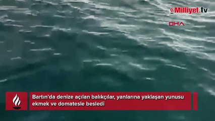 Yer: Bartın! Balıkçılar denizde fark etti: Ekmek ve domatesle beslediler