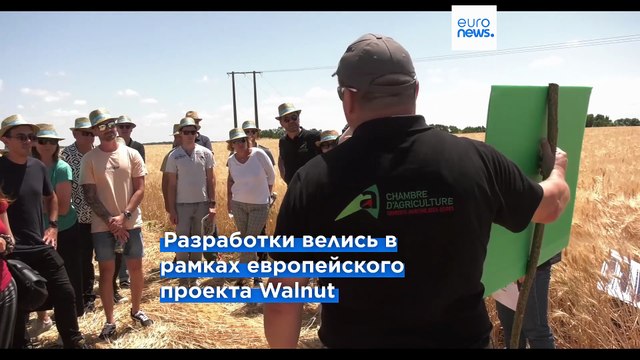 Водоросли, выращенные на сточных водах, помогают фермерам экономить на удобрениях
