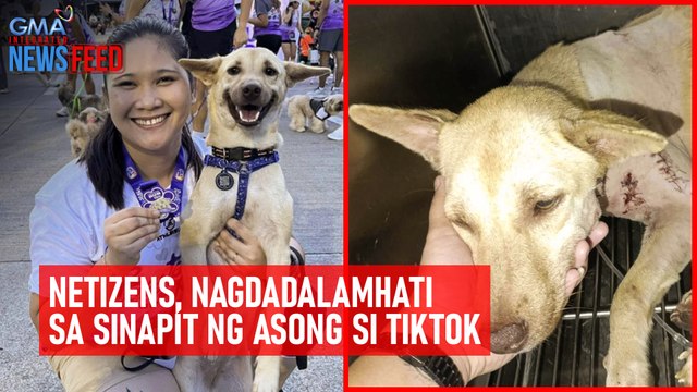 Netizens, nagdadalamhati sa sinapit ng asong si Tiktok | GMA Integrated Newsfeed