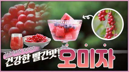 산이 주는 보물, 우리 임산물 숲푸드 – 12편 오미자 / YTN