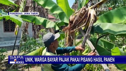 Unik! Bayar Pajak Pakai Pisang Cavendish, Warga Ponorogo Tak Perlu Cari Uang Tunai | SAPA SIANG