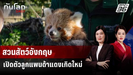 สวนสัตว์อังกฤษเปิดตัวลูกแพนด้าแดงน่ารักละลายใจ | ทันโลก DAILY | 8 ก.ย. 68