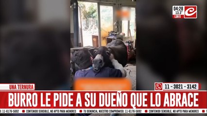 Burro le pide a su sueño que lo abrace y su reacción se hace viral