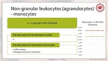 Monocytes: normal values and causes of their increase/decrease in blood