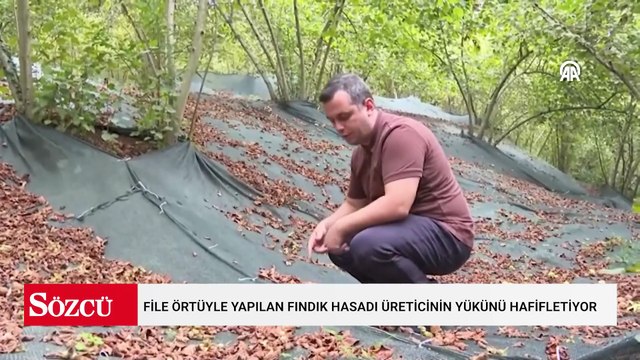 File örtüyle yapılan fındık hasadı üreticinin yükünü hafifletiyor