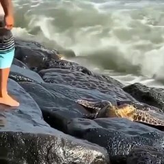 This man saving a turtle that got stuck between the rocks..   Humanity.. 🙏