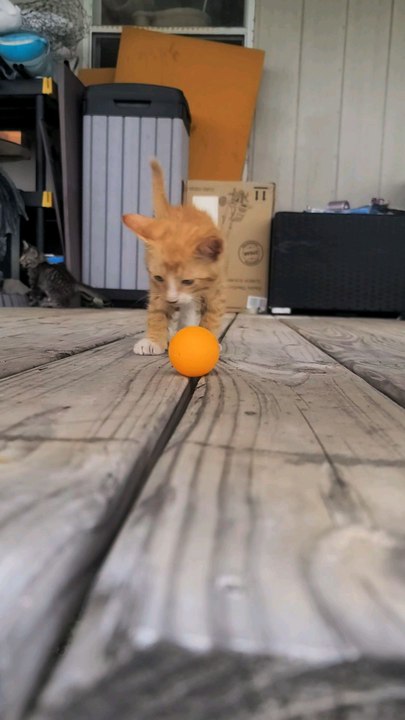 Feral Siberian Mother Cat Brought Kittens To Me