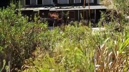 Toxina - Película completa de acción - Taylor Handley, Danny Glover, Vinnie Jones