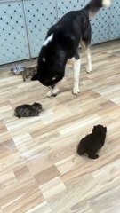 Husky teaches them rules 😝