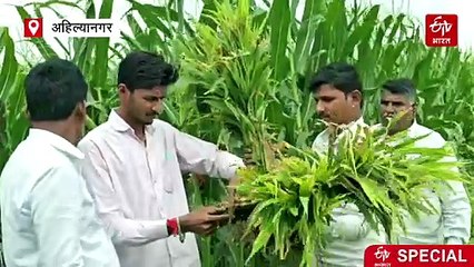 अदरक की खेती से लाखों रुपये कमा रहे किसान