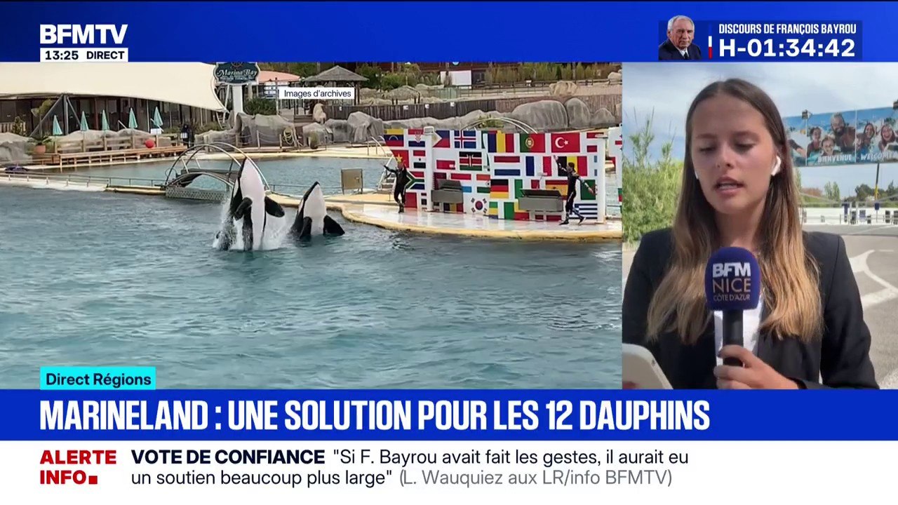 Antibes: les 12 dauphins de Marineland vont être transférés au zoo de Beauval