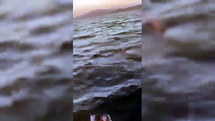 Delfino resta impigliato nelle reti: due pescatori lo liberano