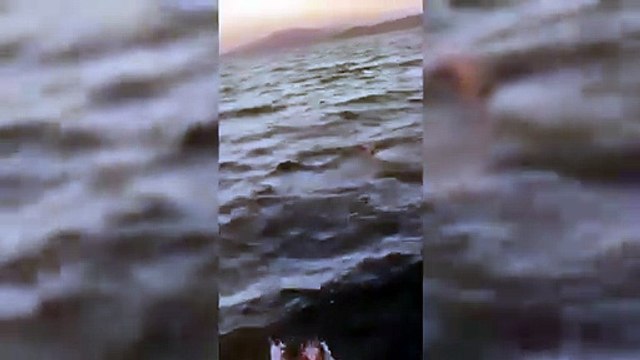 Delfino resta impigliato nelle reti: due pescatori lo liberano