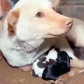 A kind man comes to the aid of a mother dog and her newborn puppies