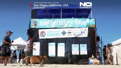 Dogs take to the waves in San Diego surf contest
