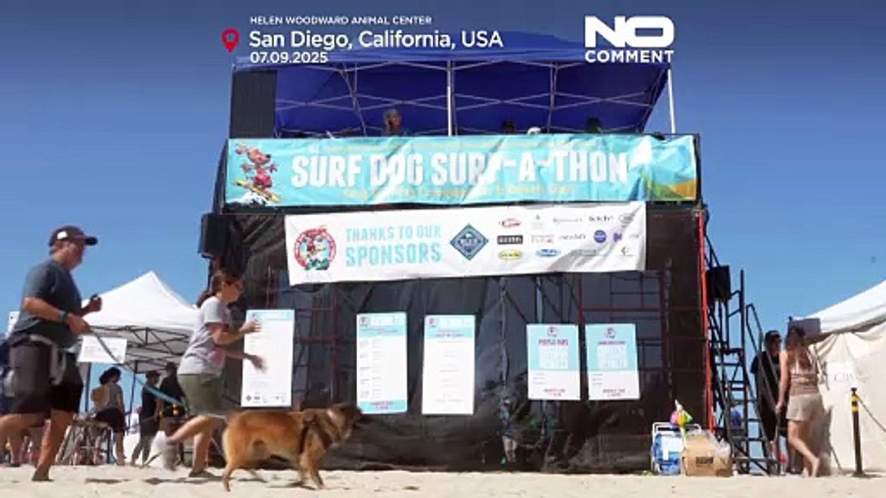 Hunde reiten die Wellen beim Surf-Wettbewerb in San Diego