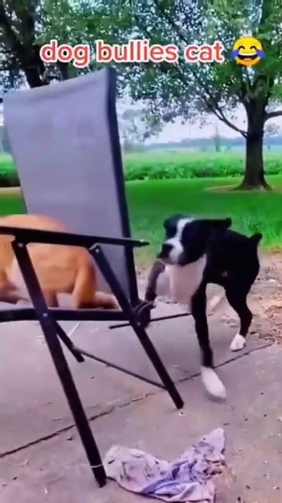 Siblings..cats and dogs..🐶🐾🐈😅discovering funny news