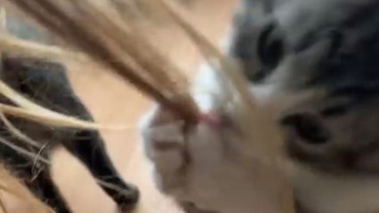 Kitten chooses dad’s long hair as the best fidget toy ever